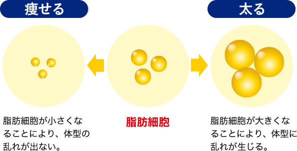 脂肪細胞の大きさの違い